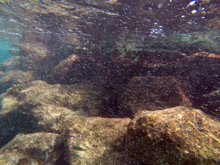 Silversides feasting on Mysid Shrimp