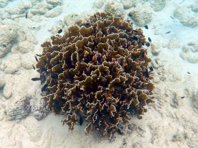 Blade Fire Coral