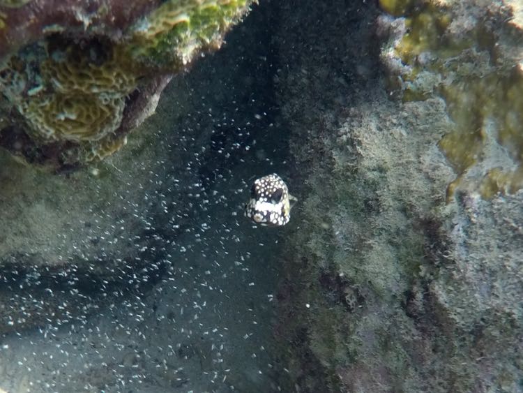 Smooth Trunkfish Baby (3/8