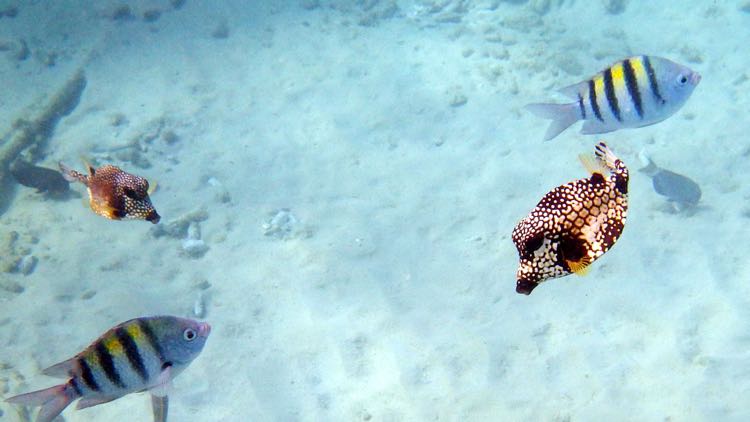 Smoothe Trunkfish (3