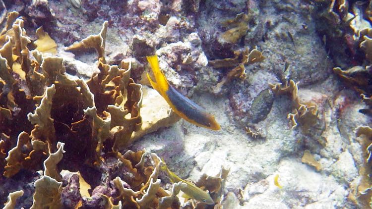 Spanish Hogfish (10