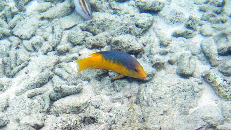 Spanish Hogfish (12