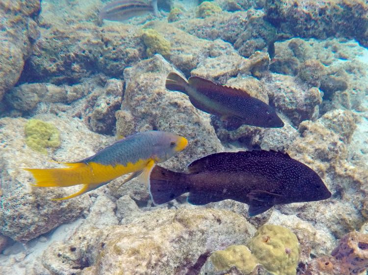 Spanish Hogfish and Coneys 