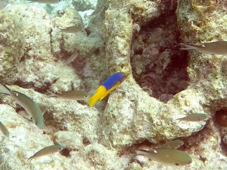 Spanish Hogfish Juvenile (1