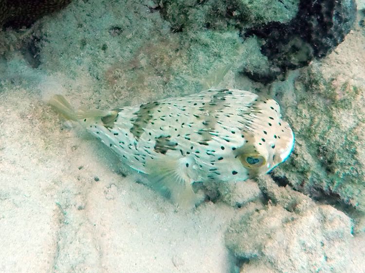 Spotted Burrfish (12