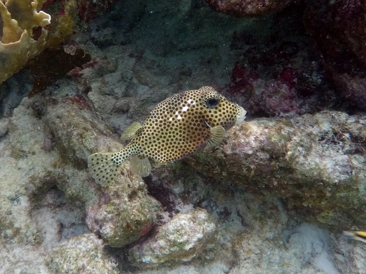 Spotted Trunkfish (8