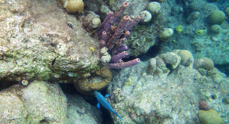 Stove pipe Sponge and Queen Angelfish