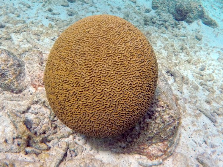 Symmetrical Brain Coral