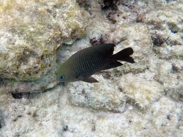 Threespot  Damselfish