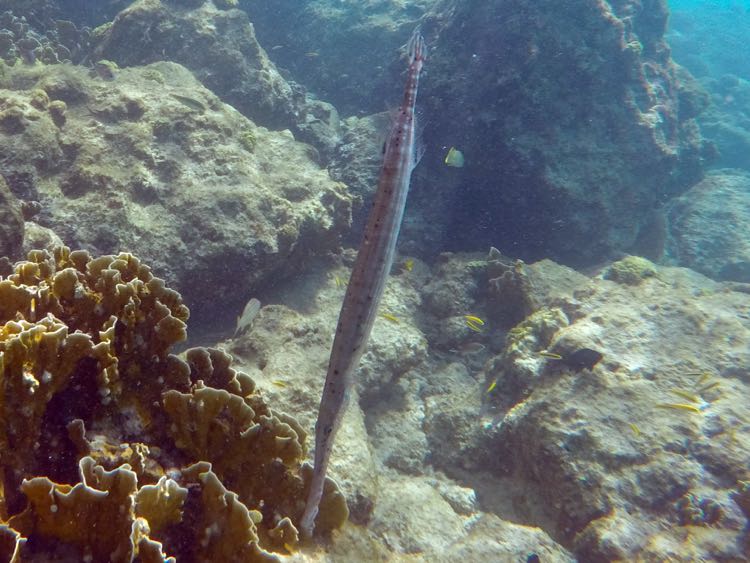 Trumpetfish