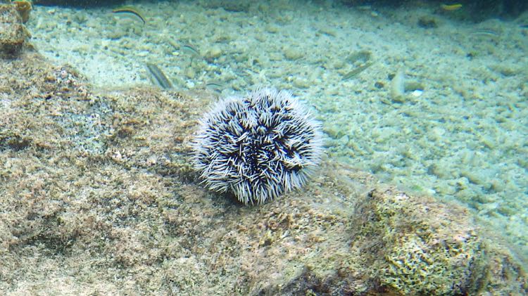 West Indean Sea Egg