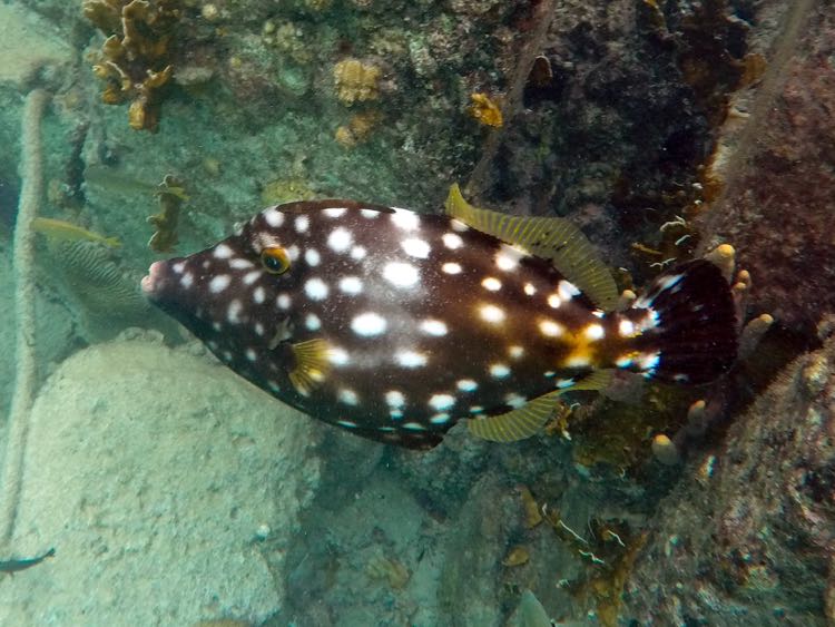 Whitespot Filefish (Annoyed)  (12