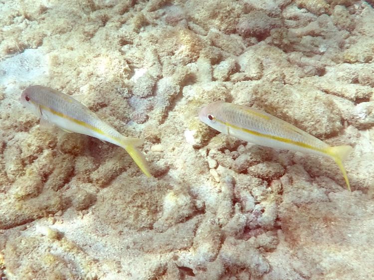 Yellow Goatfish