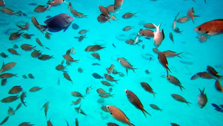   Blue Tang,       Brown Chromis