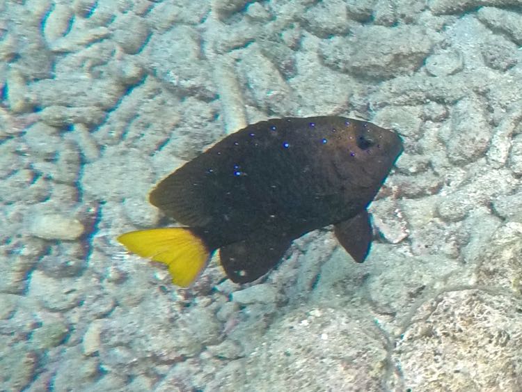 Yellowtail Damselfish Male (6