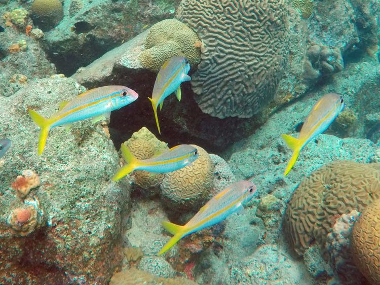 Yellowtail Snappers juvenile (8