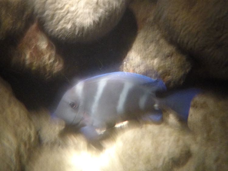 Blue Tang in it's 