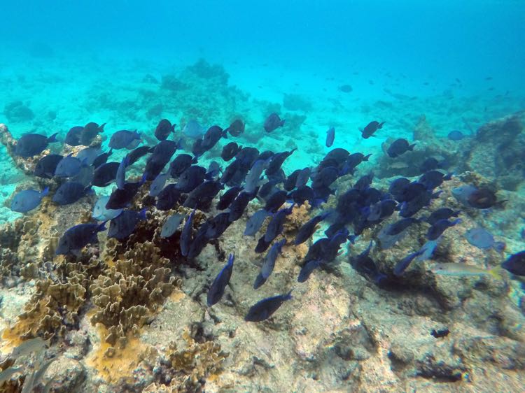 Blue Tang School