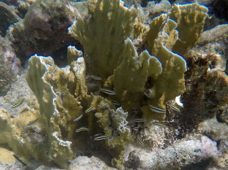 Bluehead Wrasse Juvenile (3