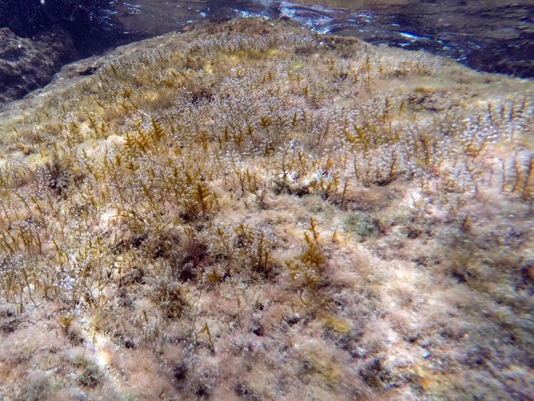 Algae Hydroid