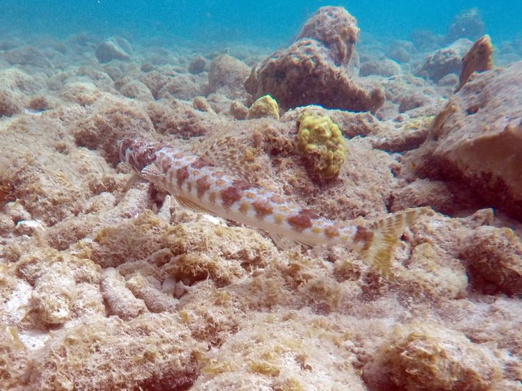 Bluestriped Lizardfish (9