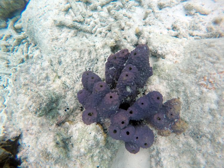 Branching Tube Sponge