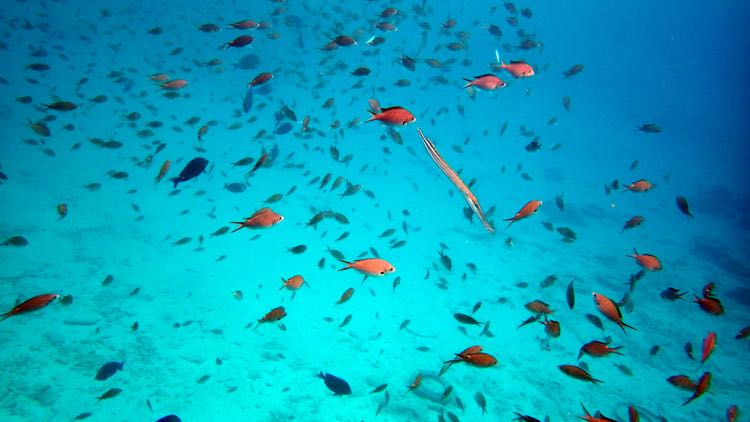 Brown Chromis + Trumetfish