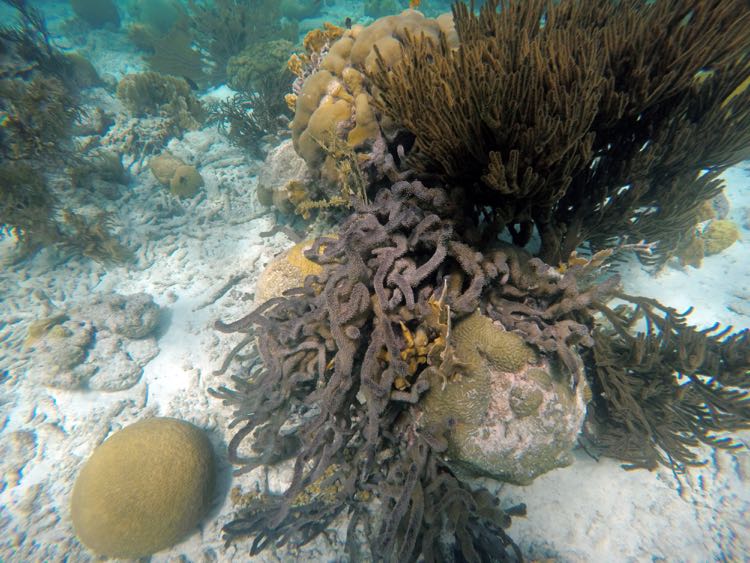 Brown Encrusting Octopus Sponge