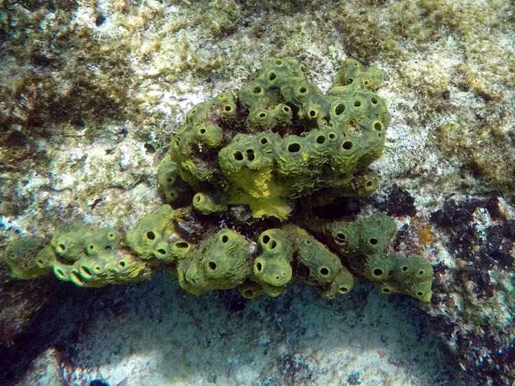 Brown Tube Sponge (Green is from synergistic algae)