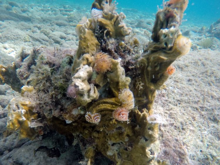 Christmastree worm