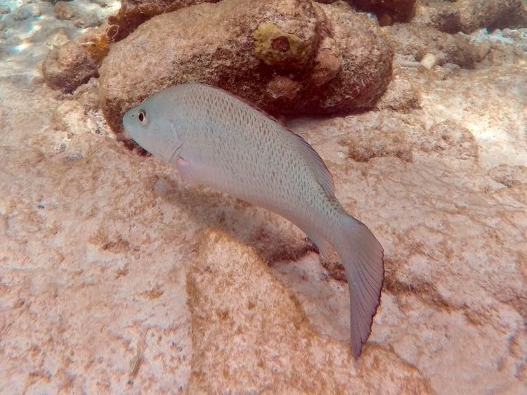 Cubera Snapper (18
