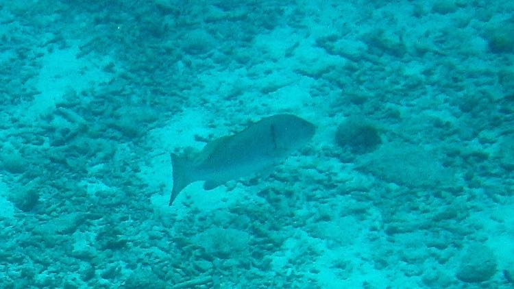 Cuberra Snapper (3 ft)