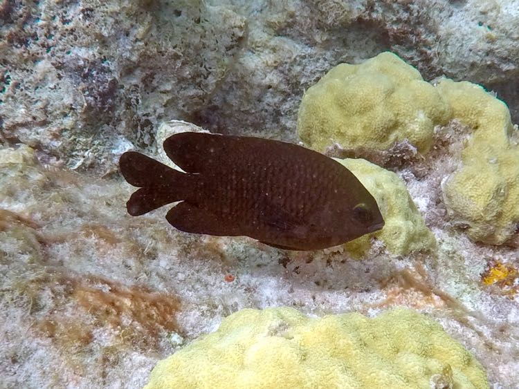 Dusky Damselfish (5