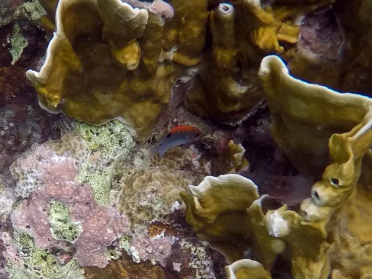 Dusky Damselfish Juvenile (1