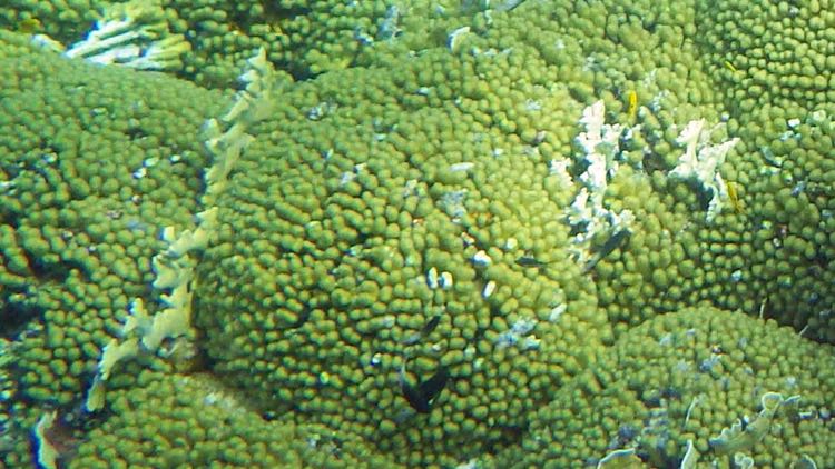 Eight-Ray Finger Coral