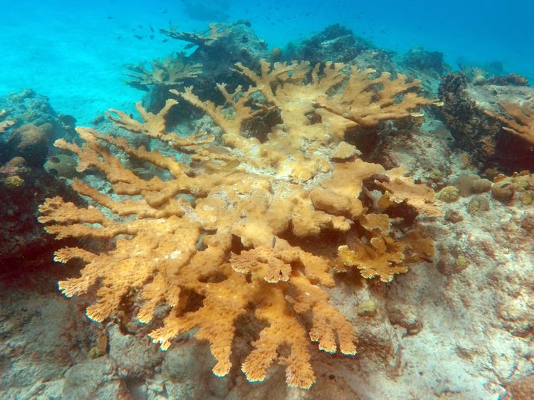 Elkhorn Coral