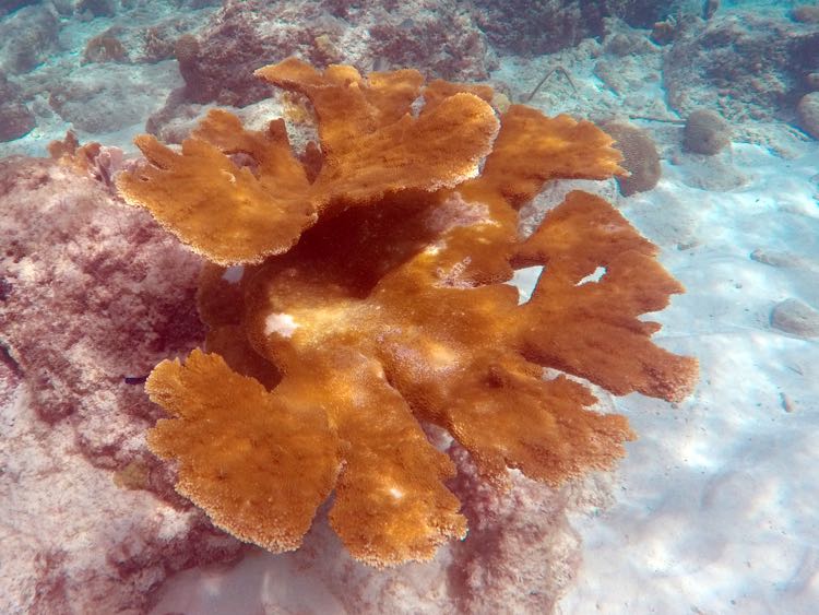 Elkhorn Coral