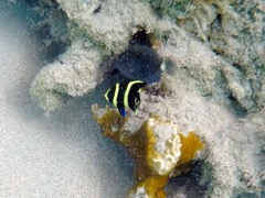 French Angelfish Juvenile (1