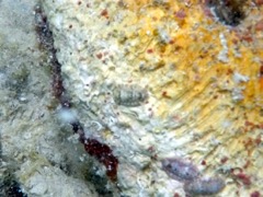 Fuzzy Chiton