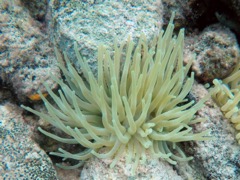 Giane Tube Anemone