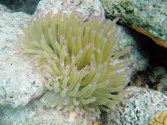 Giane Tube Anemone