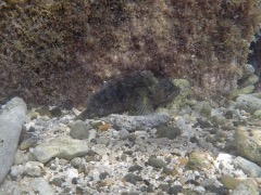 Hairy Blenny Female (6