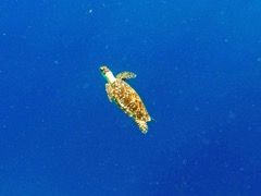 Hawksbill Sea Turtle