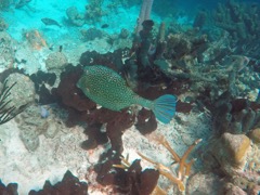 Honeycomb Cowfish (15