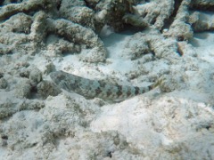 Inshore Lizardfish (12