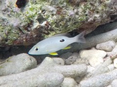 Lane Snapper Juvenile (3