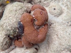 Lesser Starlet Coral