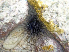 Longspine Urchin