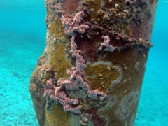 Lumpy Overgrowing Sponge