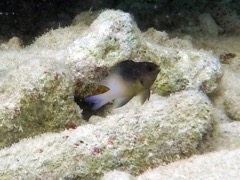 Bicolor Damselfish (1.5